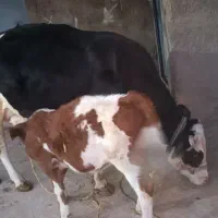 گاو گوساله ماده