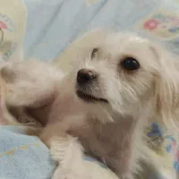 سگ ماده نژاد دار ...