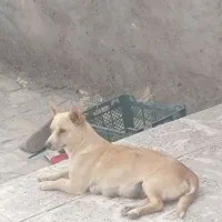 سگ پاپی ناده