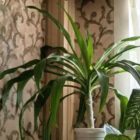 گل سوسن عنکبوتی