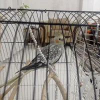 عروس هلندی نر|پرنده|شاهینشهر, گرگاب|دیوار