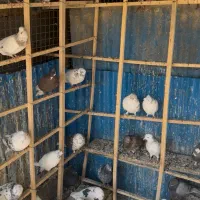 کبوتر پرشی محلات|پرنده|محلات, |دیوار