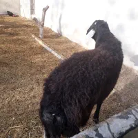 شیشک دودندون قزل افشاربایک عددمیش|حیوانات مزرعه|صباشهر, |دیوار