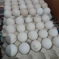 تخم بوقلمون