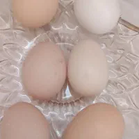 تخم مرغ خوراکی یا نطفه دار محلی ،