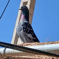 کبوتر|پرنده|ایجرود, |دیوار
