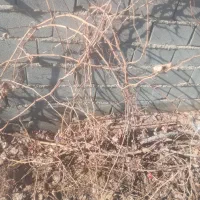 حرس درختان|خدمات باغبانی و درختکاری|شیروان (خراسان), |دیوار