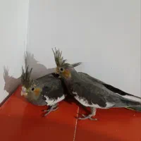 دوتا عروس هلندی تاج پرنسسی