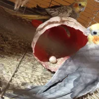 عروس هلندی|پرنده|ریگ, |دیوار