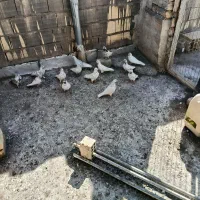 پرنده