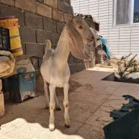 بز و بزغاله