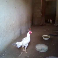 خروس لاری اذان گو