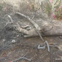 قطع و هرس درخت|خدمات باغبانی و درختکاری|چابهار, |دیوار