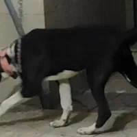 واگذاری توله نر سگ افغان اصیل گله ای ونگهبان|سگ|مشهد, امامیه (شهرک غرب)|دیوار