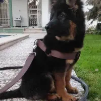 فروش سگ های خانگی نگهبان آموزش دار متنوع|سگ|کرج, عظیمیه|دیوار