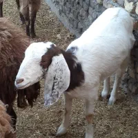 بزنجدی|حیوانات مزرعه|برخوار, |دیوار