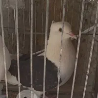 گمشده