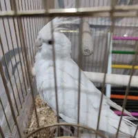 عروس هلندی آلبینو