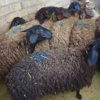 بره ماده افشار مهربان
