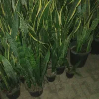 گل سانسوریا  و زانفولیا|گل و گیاه طبیعی|سپیدان, |دیوار