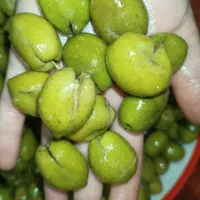 زیتون درشت طارم