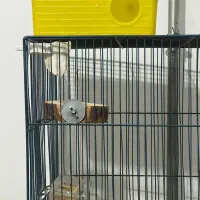 مرغ‌عشق‌نر‌سالم|پرنده|مریوان, |دیوار