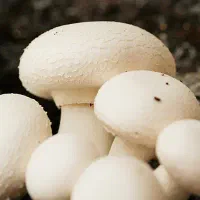 پخش قارچ درجه ا درجه2اسلایز وبلنچ
