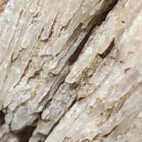 فسیل|کلکسیون اشیاء عتیقه|تهران, طرشت|دیوار