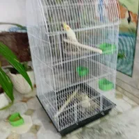 یک جفت عروسی هلندی ماده رام نروحشی