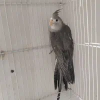 فروش جوجه عروس هلندی