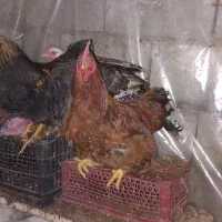 خروس یک نیم ساله