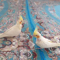 عروس هلندی|پرنده|زهک, |دیوار