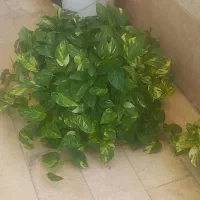 گل و گلدان پتوس