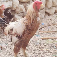 دو مرغ محلی  ویک خورس لاری|حیوانات مزرعه|برازجان, |دیوار