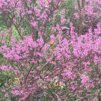 باغ ویلا  دوخوابه جنب کاخ شاه  با۱۰۰۰ متر زمین