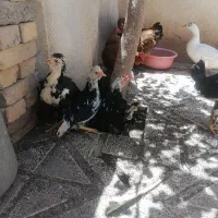 تعویض جوجه خروس 4ماهه با جوجه مرغ