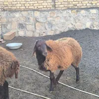بره همو|حیوانات مزرعه|مشهد, محمدآباد|دیوار