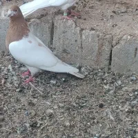 کبوتر|پرنده|لیلان, |دیوار