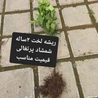 شمشادپرتقالی و طلای ریشه لخت تعدادی ۵۰۰ عدد