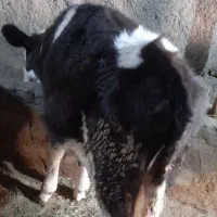 گوساله نر|حیوانات مزرعه|مهربان, |دیوار