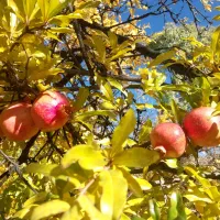 فروش  باغ قدیمی  و ثمری در شهر فاروق