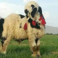 بره نر و ماده بار جدید رسید