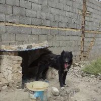 سگ قدر جونی نر