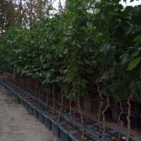 نهال توت فر شاخ گوزنی