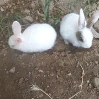 خرگوش|موش و خرگوش|جغتای, |دیوار
