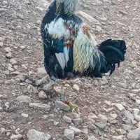 خروس جوان|حیوانات مزرعه|پاوه, |دیوار