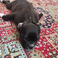 واگذاری سگ اشپتز|سگ|خفر, |دیوار