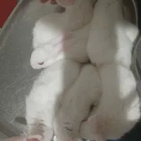 بچه خرگوش صحرایی