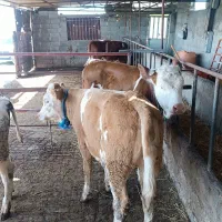 مرکز فروش دام کشور