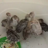 جوجه بوقلمون محلی